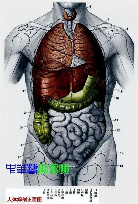 身體部位圖|人體內臟解剖圖最全整理，教你零基礎學好內科學！